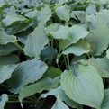 Hosta 'Queen of the Seas'