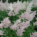 Astilbe japonica 'Peach Blossom'