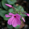 Phlox stolonifera 'Home Fires'
