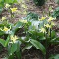 Erythronium x 'Pagoda'