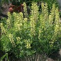 Baptisia x 'Carolina Moonlight'