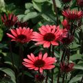 Echinacea 'Solar Flare'