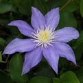 Clematis 'Mrs. P.B. Truax'