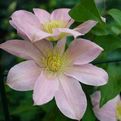 Clematis 'Irene'