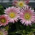 Delosperma sutherlandii 'Peach Star'
