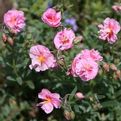 Helianthemum nummularium 'Annabel'