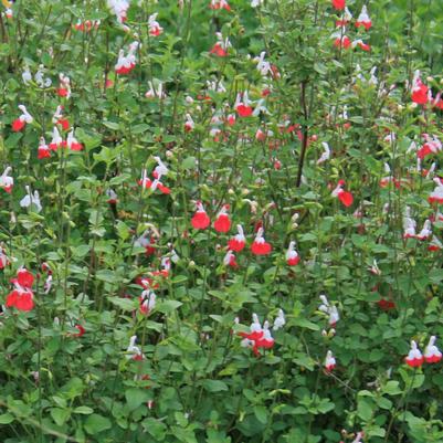 Salvia greggii (microphylla) Hot Lips