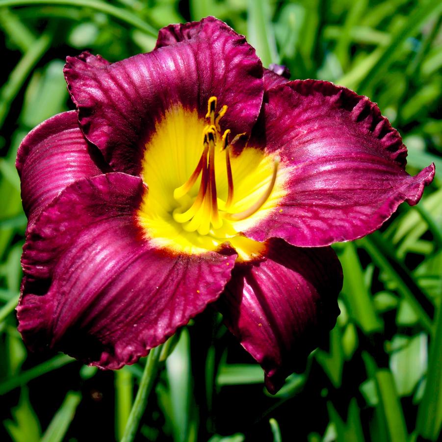 Hemerocallis Bela Lugosi