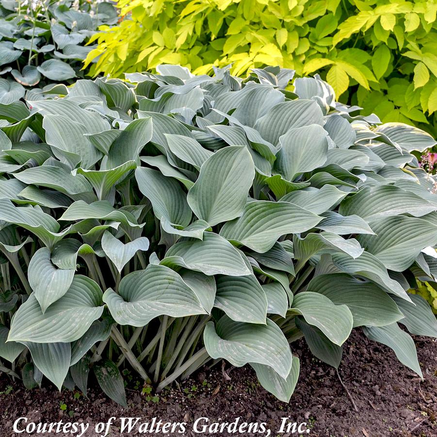 Hosta Krossa Regal