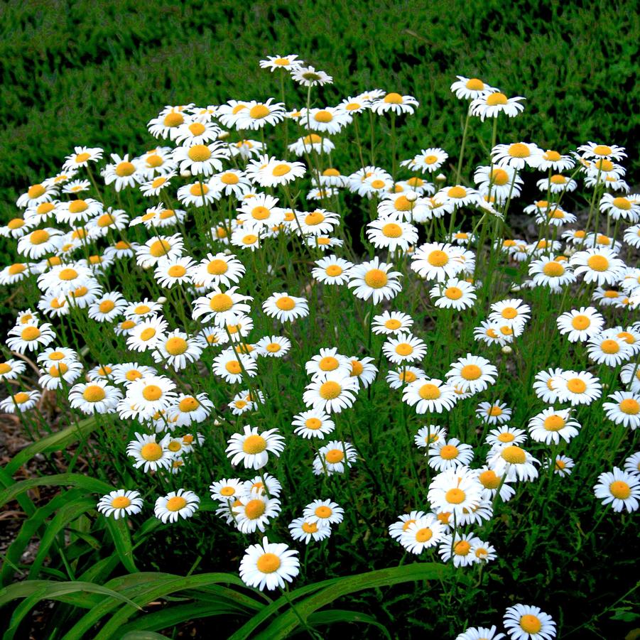 Leucanthemum vulgare Filagran