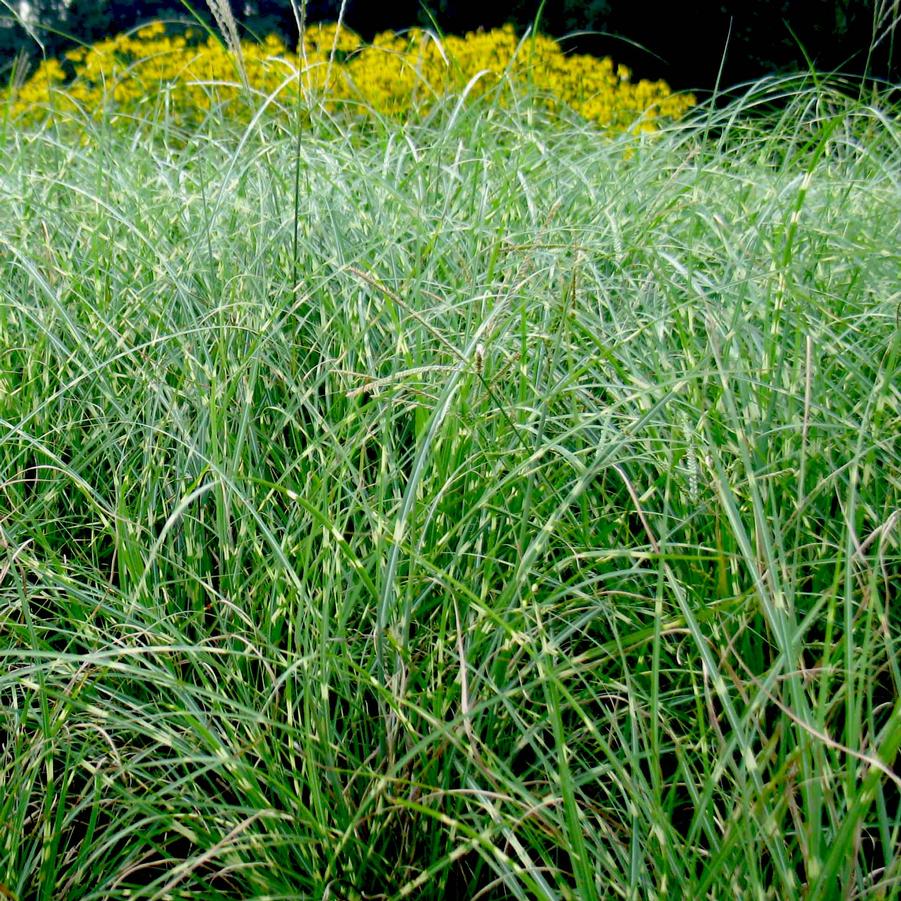 Miscanthus sinensis Little Zebra