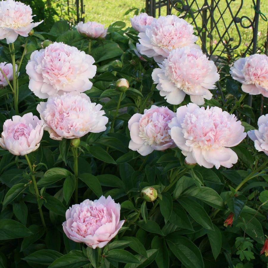 Paeonia lactiflora Eden's Perfume