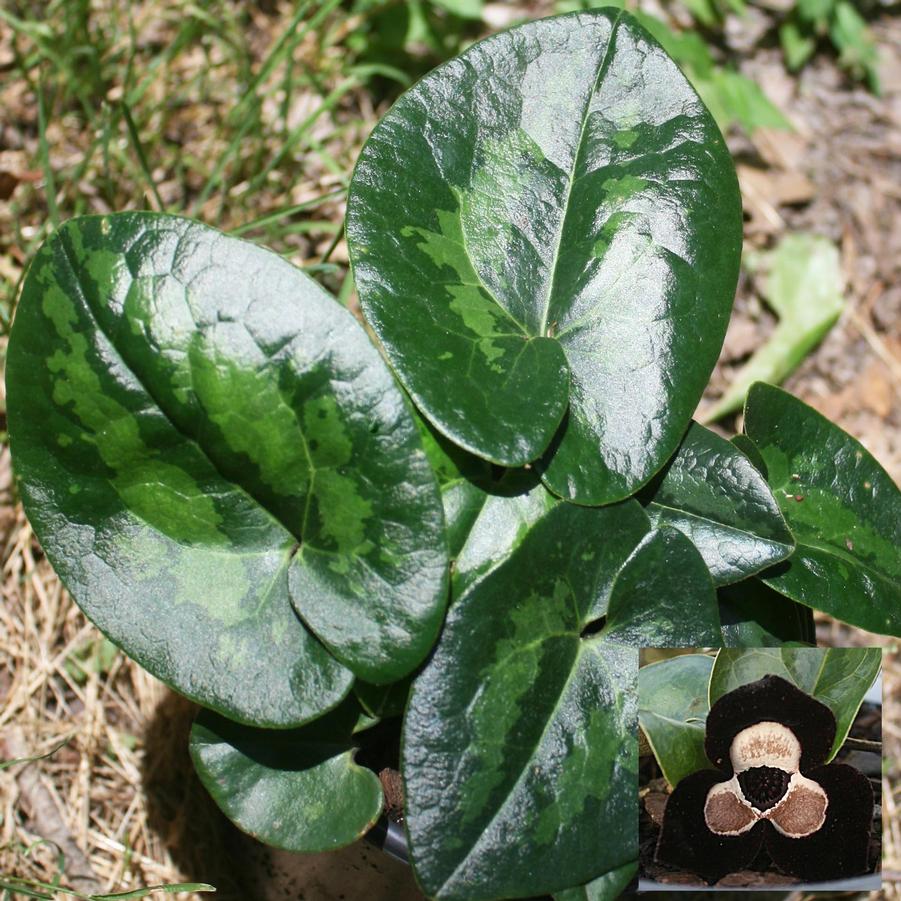 Asarum maximum Ling Ling