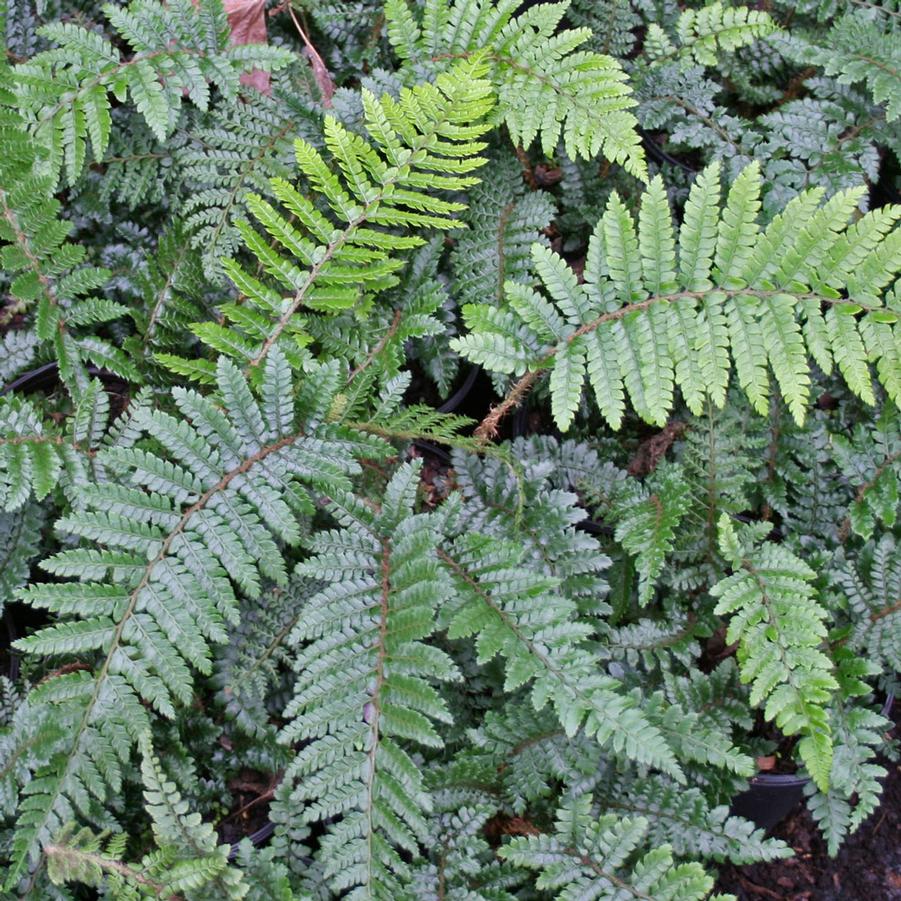 Polystichum polyblepharum 