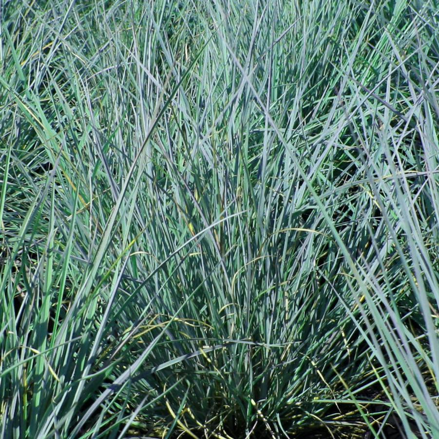 Schizachyrium scoparium Prairie Blues