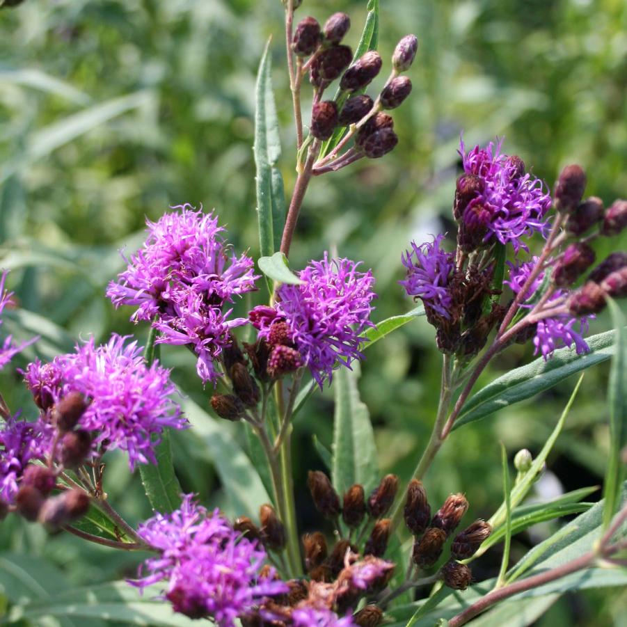 Vernonia fasciculata 