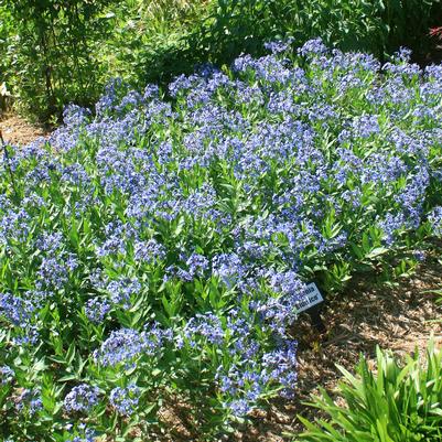 Amsonia Blue Ice