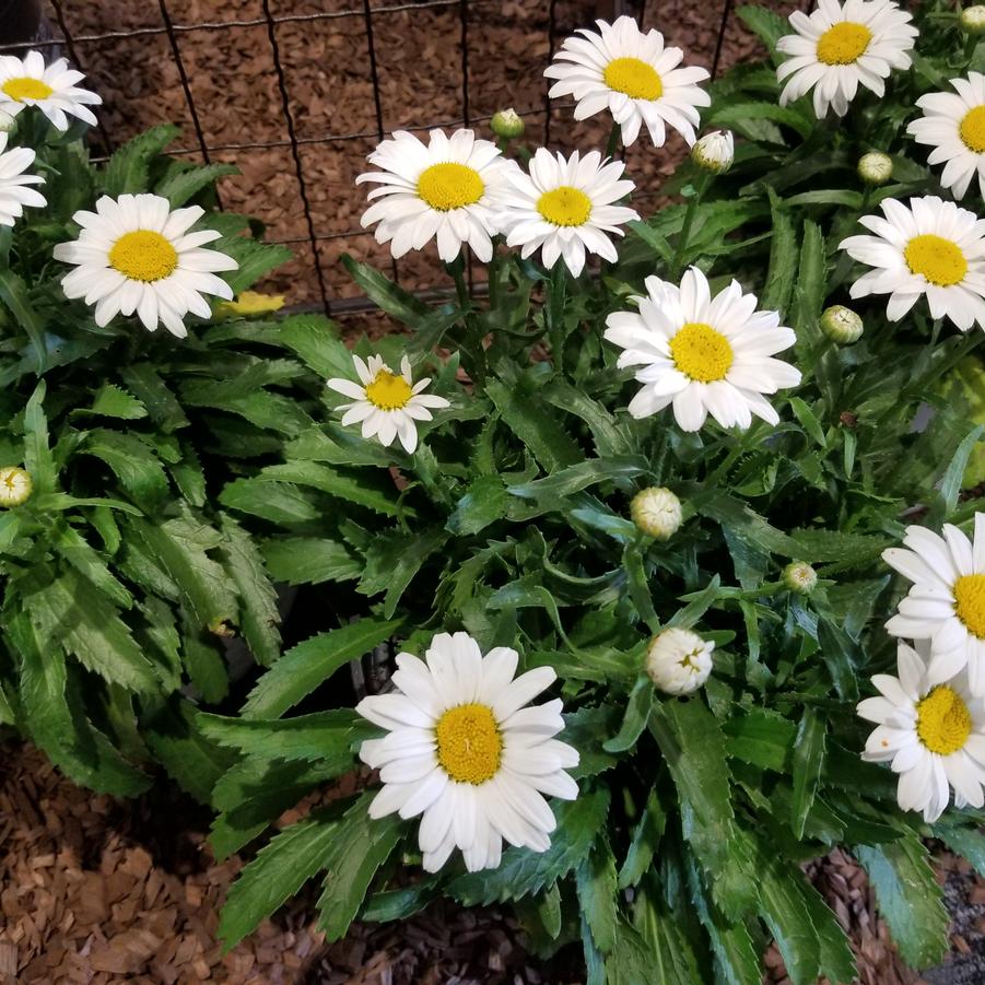 Leucanthemum superbum Snowcap