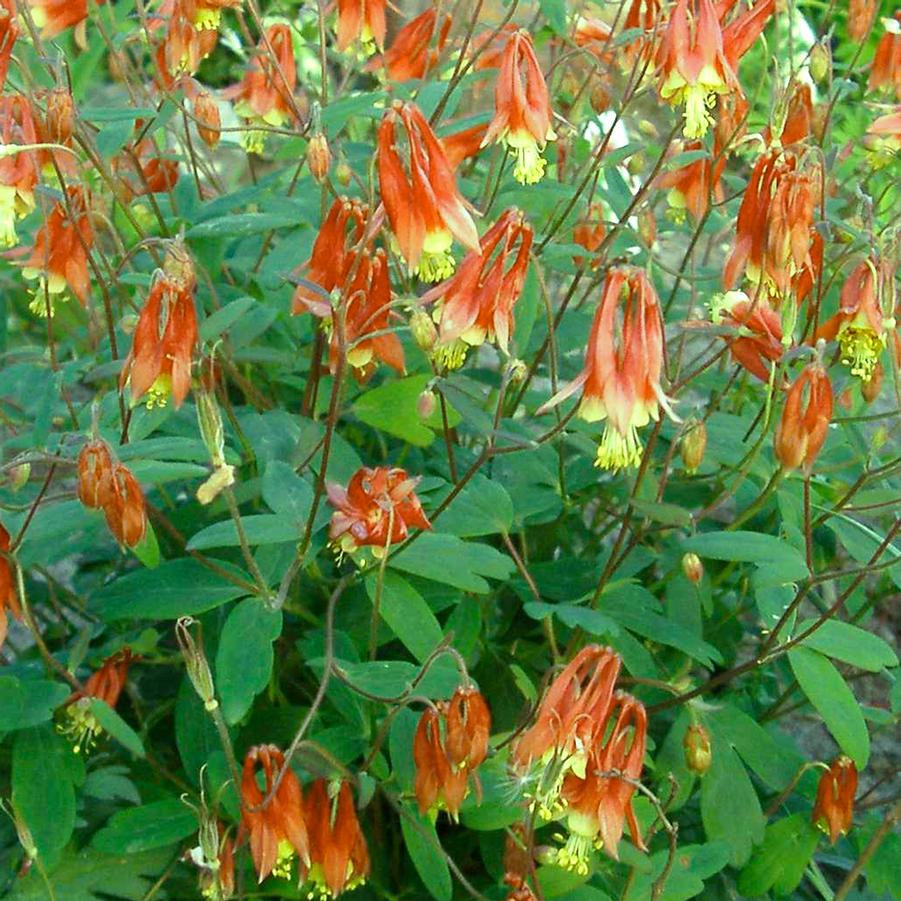 Aquilegia canadensis Little Lanterns