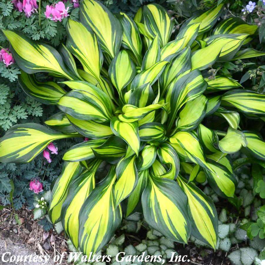 Hosta Rainbow's End