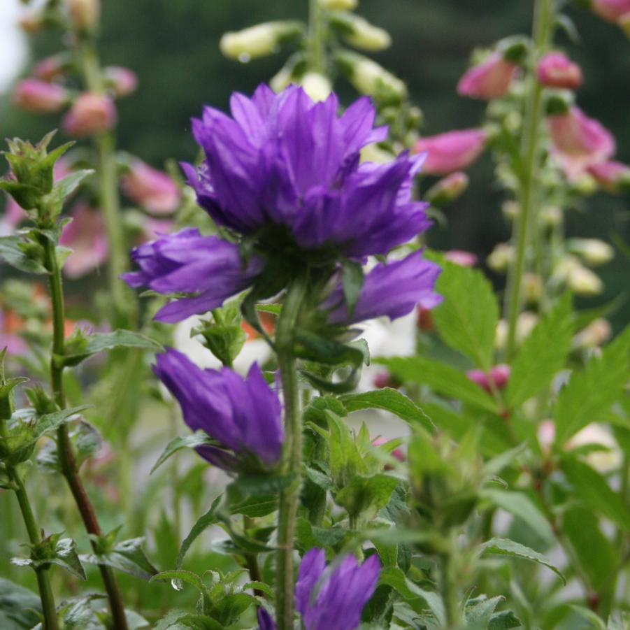 Campanula glomerata Superba