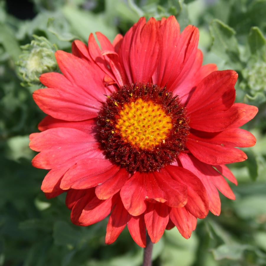 Gaillardia grandiflora Burgundy