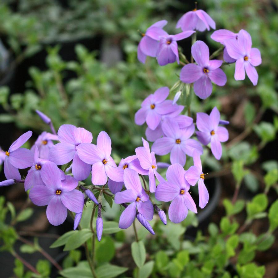 Phlox stolonifera Sherwood Purple