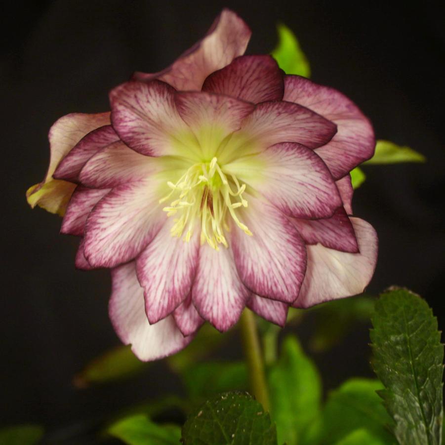 Helleborus orientalis Blushing Bridesmaid