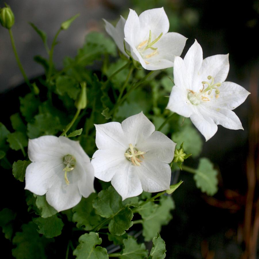 Campanula carpatica Rapido White