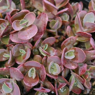 Sedum Cherry Tart