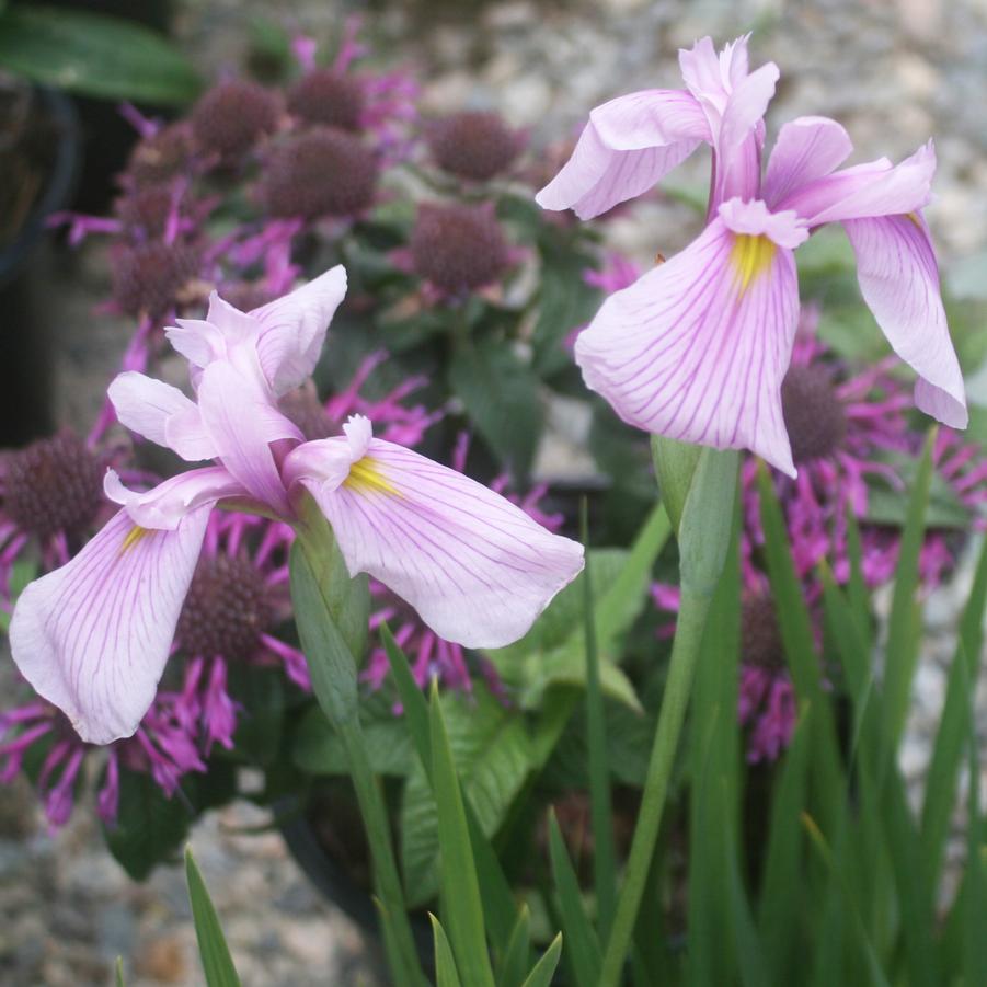 Iris ensata Darling