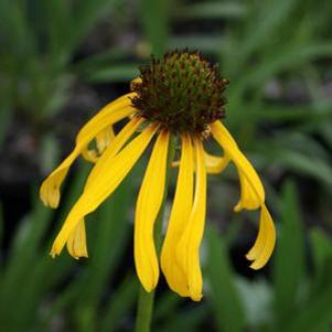 Echinacea paradoxa 