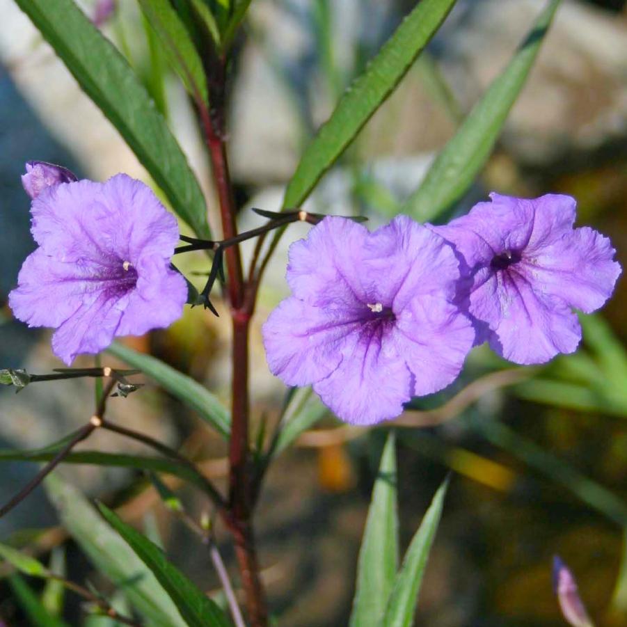 Ruellia brittoniana 