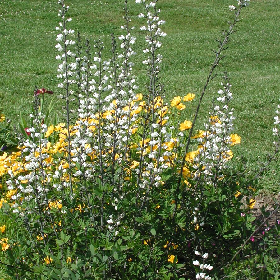 Baptisia alba 