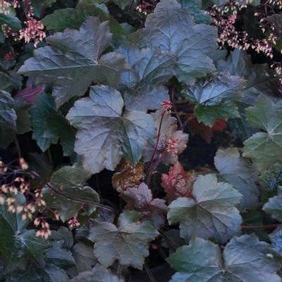 Heuchera villosa Blackout