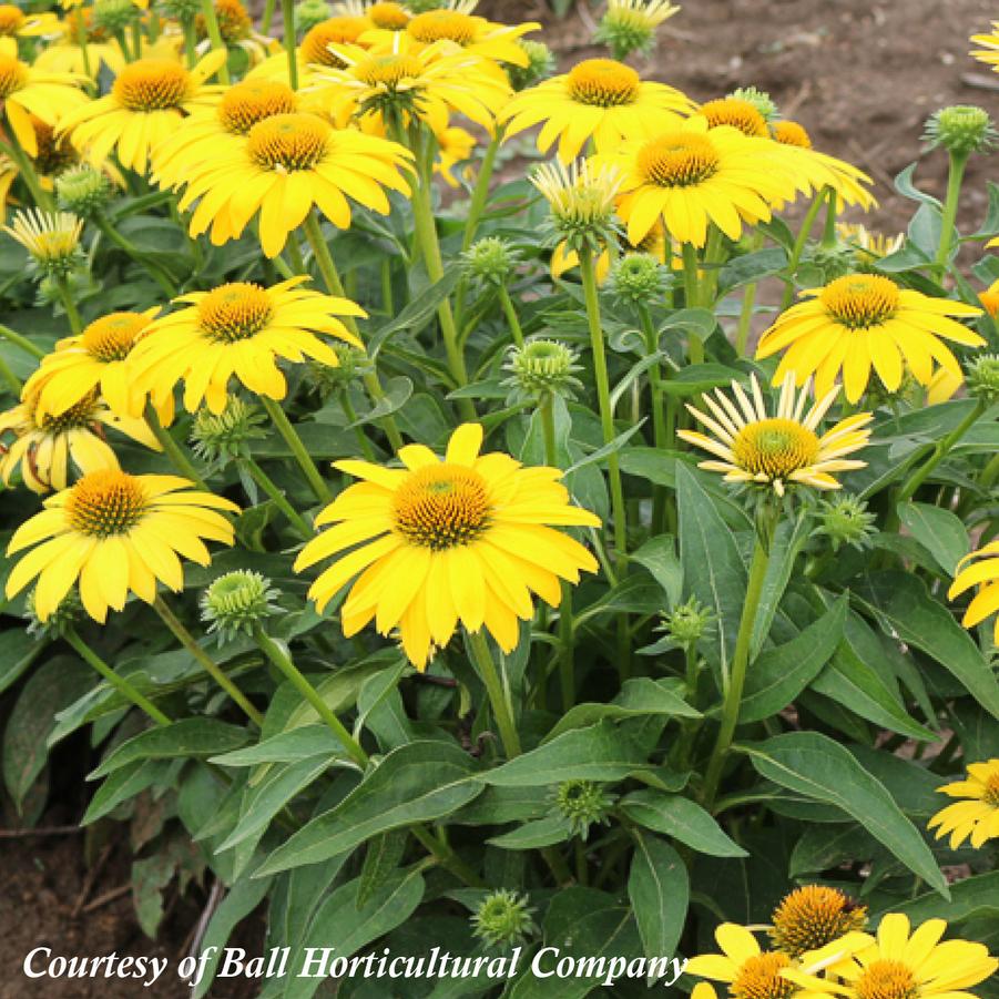 Echinacea Sombrero Lemon Yellow Improved