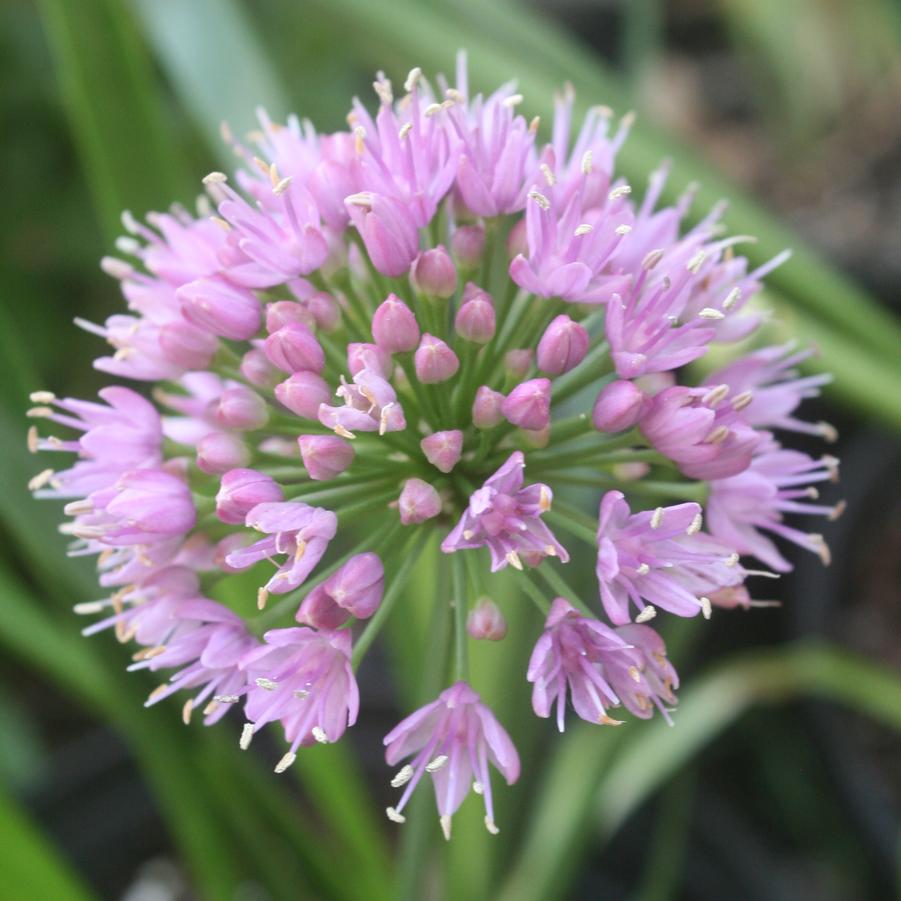 Allium Millenium