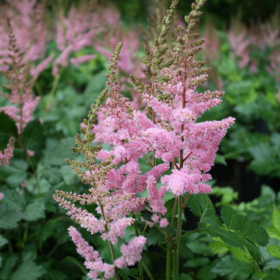 Astilbe chinensis Vision in Pink