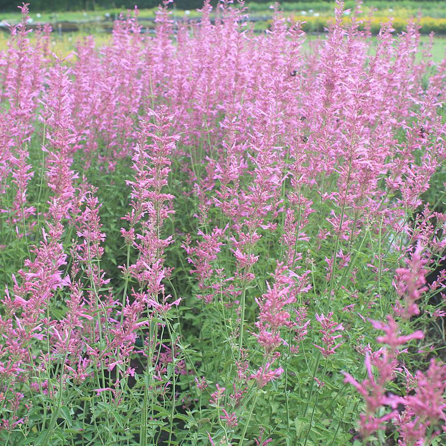 Agastache barberi Tutti Frutti