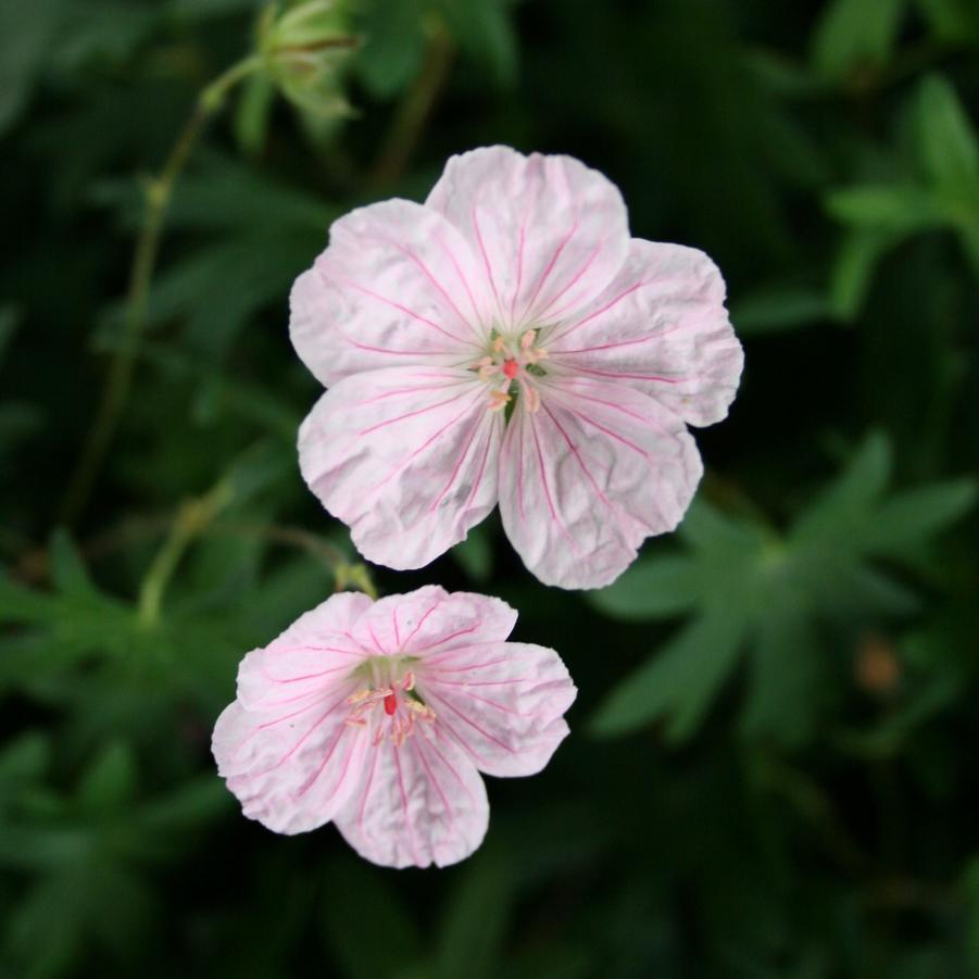 Geranium sanguineum var. striatum Lancastriense