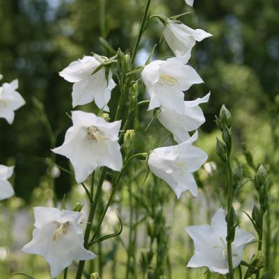 Campanula persicifolia Alba