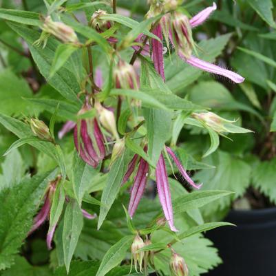 Campanula Pink Octopus