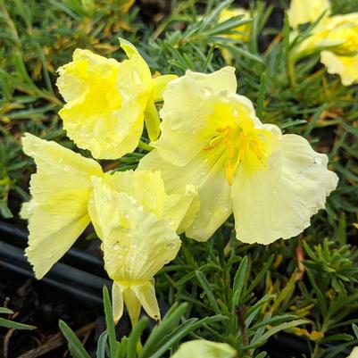 Calylophus berlandieri Butter Cream