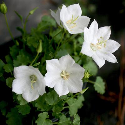 Campanula carpatica Rapido White