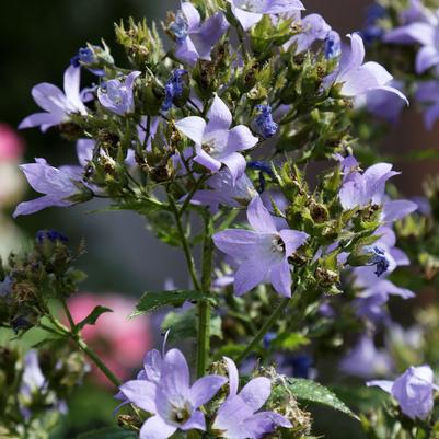 Campanula lactiflora Pritchard's Variety