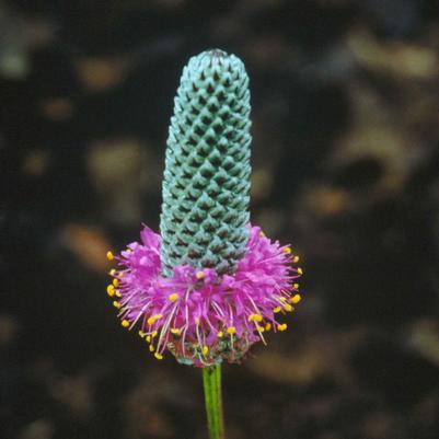 Dalea purpurea 