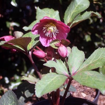 Helleborus Anna's Red