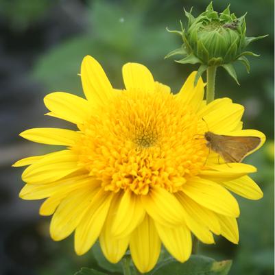 Helianthus Happy Days