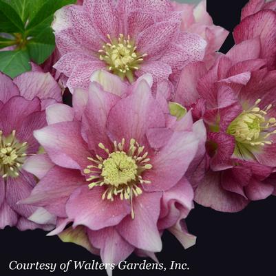 Helleborus Maid of Honor