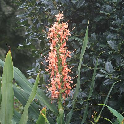 Hedychium Elizabeth